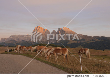 Horses are nibbling grass, Dolomites, Italy 65036809
