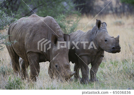 White rhino 65036836