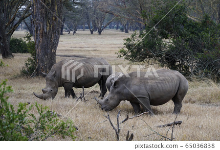 White rhino 65036838