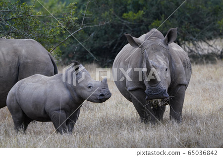 White rhino 65036842