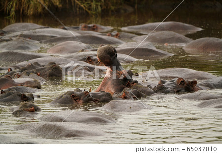 Hippopotamus 65037010