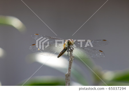 鹽卡拉通博 鹽卡拉通博 65037294