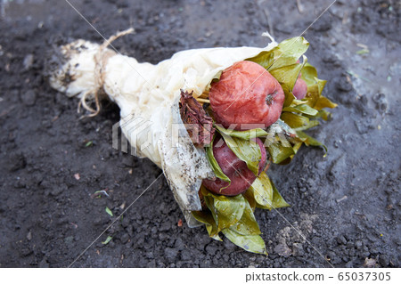 Bouquet of dried flowers and rotten apples 65037305