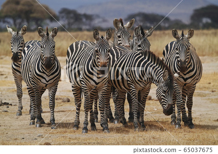 Grant Zebra 65037675