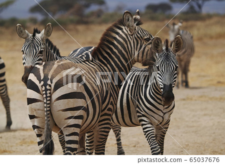Grant Zebra Grant Zebra 65037676