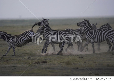 Grant Zebra 65037686