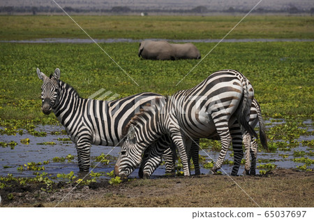 Grant Zebra Grant Zebra 65037697
