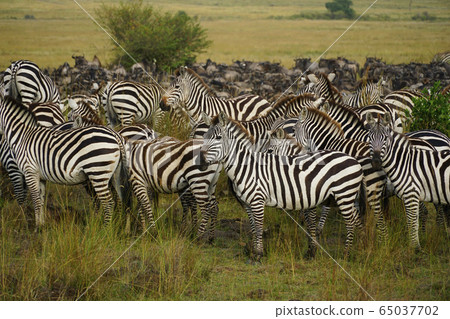 格蘭特斑馬 格蘭特斑馬 65037702