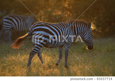 Grant Zebra Grant Zebra 65037714