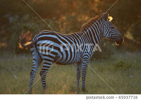 Grant Zebra Grant Zebra 65037716