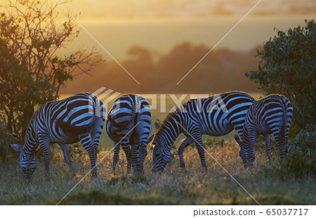 Grant Zebra Grant Zebra 65037717
