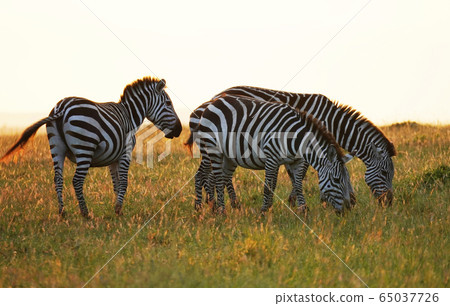 Grant Zebra Grant Zebra 65037726