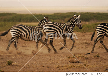 Grant Zebra Grant Zebra 65037730