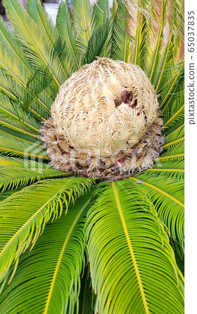 Cone with fruits of female cycas revoluta Cone with fruits of female cycas revoluta 65037835