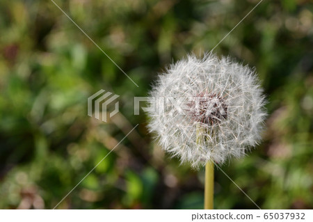 Dandelion's fluff Dandelion's fluff 65037932