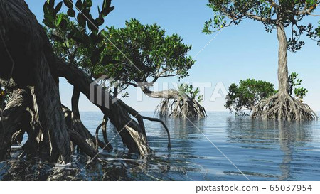 Red mangroves on Florida coast 3d rendering Red mangroves on Florida coast 3d rendering 65037954