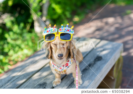 Kaninchen Dachshund @ Dachs Kaninchen Dachshund @ Dachs 65038294