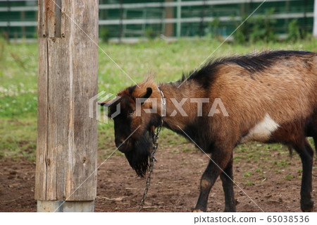 Kurobe Ranch Village (Toyama Prefecture) Kurobe Ranch Village (Toyama Prefecture) 65038536