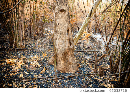 Dry trees and ashes in burnt bamboo forest 65038716