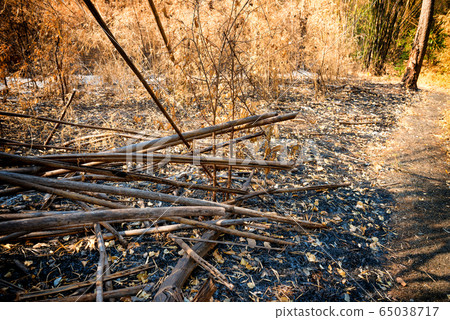 Dry trees and ashes in burnt bamboo forest 65038717