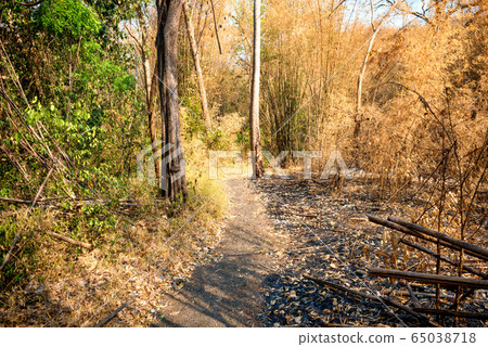 Dry trees and ashes in burnt bamboo forest 65038718