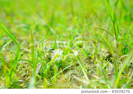 青蛙青蛙樹蛙可愛的青蛙 65039270