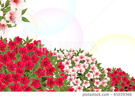 Azalea white Azalea white 65039366
