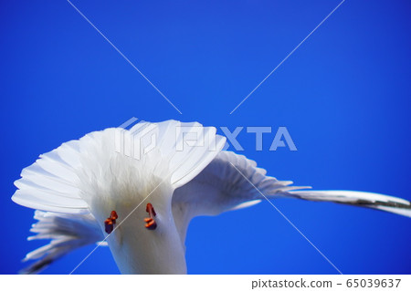 Bird sea fly Bird sea fly 65039637