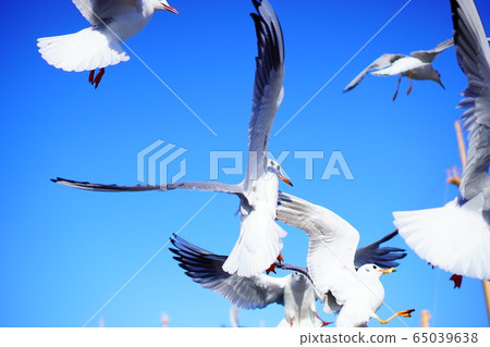 鳥海飛 鳥海飛 65039638