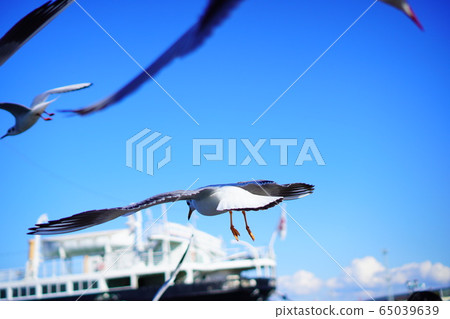 鳥海飛 鳥海飛 65039639