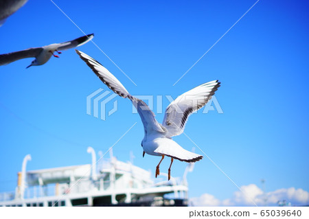 鳥海飛 鳥海飛 65039640