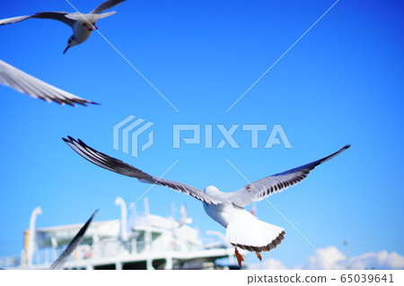 鳥海飛 鳥海飛 65039641