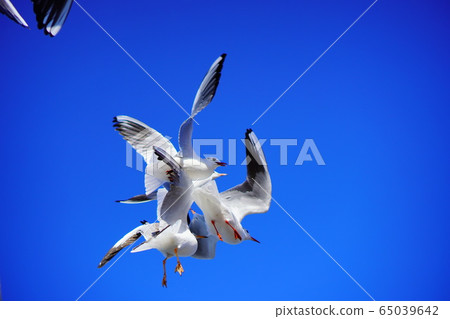 鳥海飛 鳥海飛 65039642