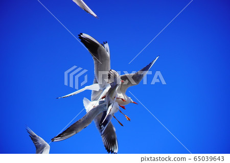 鳥海飛 鳥海飛 65039643