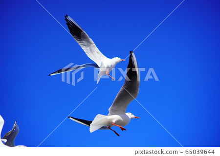 鳥海飛 鳥海飛 65039644