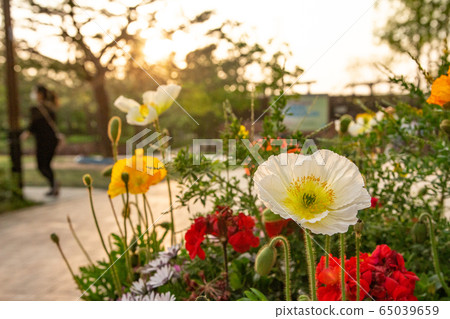 Urban park landscape photo 65039659