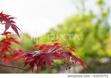 Urban park landscape photo 65039742