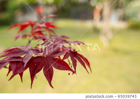 Urban park landscape photo 65039743