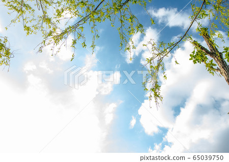 Urban park landscape photo 65039750