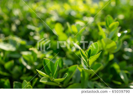 Urban park landscape photo 65039790