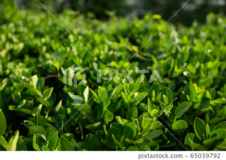 Urban park landscape photo 65039792