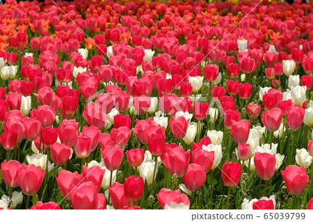 Tulip group 65039799