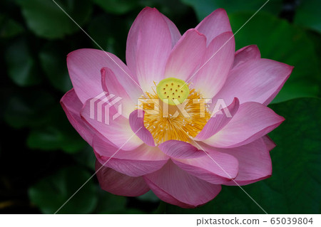 Lotus flowering Lotus flowering 65039804