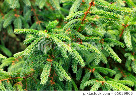 Young light green branches of spruce Young light green branches of spruce 65039906