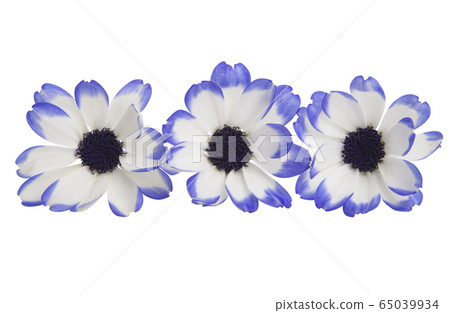 pericallis isolated 65039934