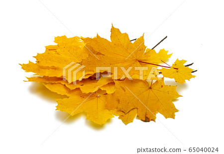 autumn leaves isolated autumn leaves isolated 65040024