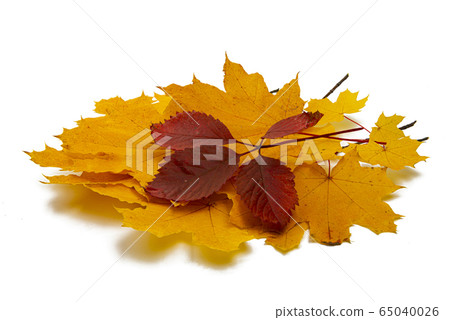 autumn leaves isolated autumn leaves isolated 65040026