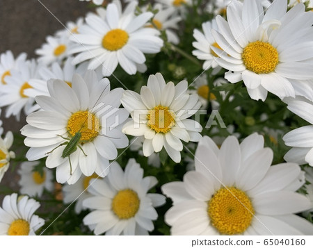 白花和刺槐 白花和刺槐 65040160