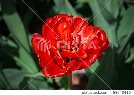 Red Tulip Blooming Flower Macro Red Tulip Blooming Flower Macro 65040410