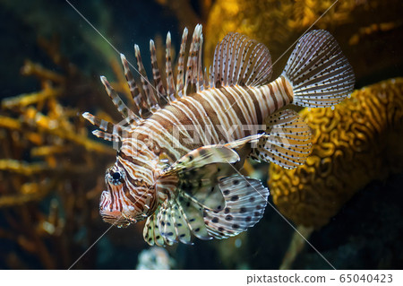 Red Lionfish Venomous Coral Reef Fish 65040423
